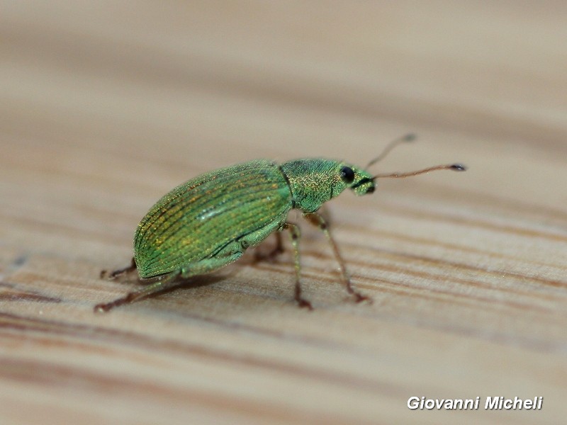 Curculionidae: Polydrusus formosus